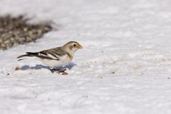 Snow Bunting, Plectrophenax nivalis
