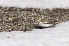 Snow Bunting, Plectrophenax nivalis