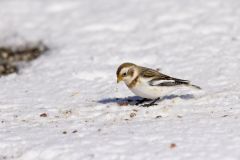 Snow Bunting, Plectrophenax nivalis