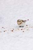 Snow Bunting, Plectrophenax nivalis