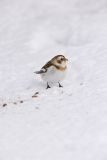 Snow Bunting, Plectrophenax nivalis
