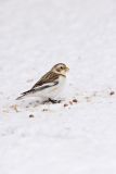 Snow Bunting, Plectrophenax nivalis