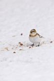 Snow Bunting, Plectrophenax nivalis