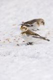 Snow Bunting, Plectrophenax nivalis
