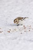 Snow Bunting, Plectrophenax nivalis