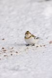 Snow Bunting, Plectrophenax nivalis