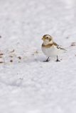 Snow Bunting, Plectrophenax nivalis