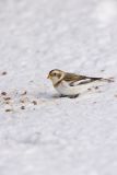 Snow Bunting, Plectrophenax nivalis