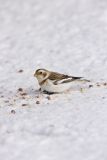 Snow Bunting, Plectrophenax nivalis