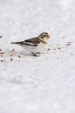 Snow Bunting, Plectrophenax nivalis