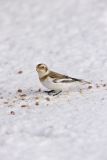 Snow Bunting, Plectrophenax nivalis