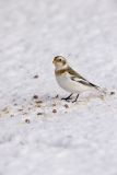 Snow Bunting, Plectrophenax nivalis