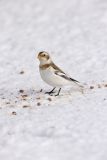 Snow Bunting, Plectrophenax nivalis