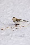 Snow Bunting, Plectrophenax nivalis