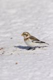 Snow Bunting, Plectrophenax nivalis