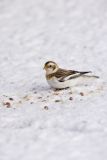 Snow Bunting, Plectrophenax nivalis