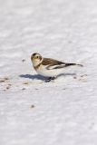 Snow Bunting, Plectrophenax nivalis