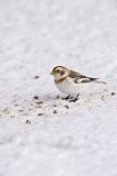 Snow Bunting, Plectrophenax nivalis