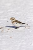 Snow Bunting, Plectrophenax nivalis