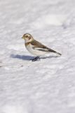Snow Bunting, Plectrophenax nivalis