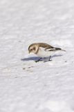 Snow Bunting, Plectrophenax nivalis
