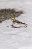 Snow Bunting, Plectrophenax nivalis