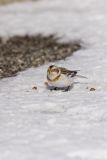Snow Bunting, Plectrophenax nivalis