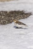 Snow Bunting, Plectrophenax nivalis