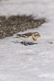 Snow Bunting, Plectrophenax nivalis
