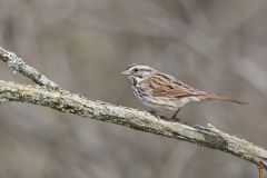 Song Sparrow, Melospiza melodia
