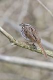 Song Sparrow, Melospiza melodia
