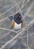 Spotted Towhee, Pipilo maculatus