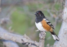 Spotted Towhee, Pipilo maculatus