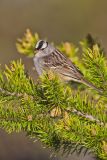 White-crowned Sparrow, Zonotrichia leucophrys