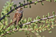White-throated Sparrow, Zonotrichia albicollis