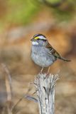 White-throated Sparrow, Zonotrichia albicollis