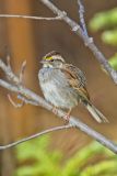 White-throated Sparrow, Zonotrichia albicollis