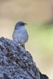 Yellow-eyed Junco, Junco phaeonotus
