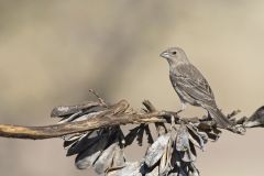 House Finch, Carpodacus mexicanus