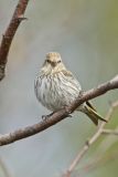 Pine Siskin, Carduelis pinus