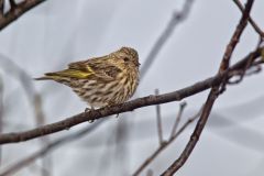 Pine Siskin, Carduelis pinus