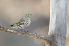 Pine Siskin, Carduelis pinus
