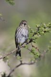 Pine Siskin, Carduelis pinus
