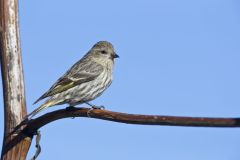 Pine Siskin, Carduelis pinus