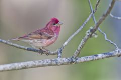 Purple Finch, Carpodacus purpureus