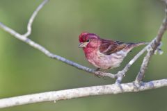 Purple Finch, Carpodacus purpureus