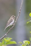 Purple Finch, Carpodacus purpureus