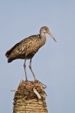 Limpkin, Aramus guarauna