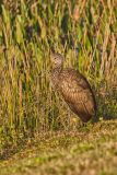 Limpkin, Aramus guarauna