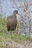 Limpkin, Aramus guarauna